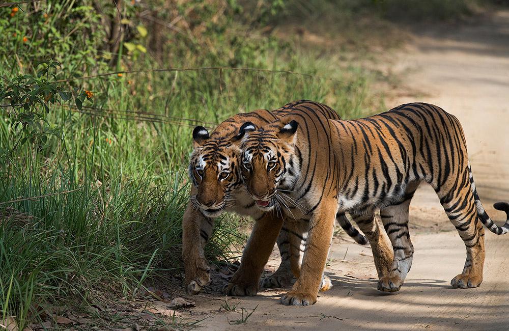 Bijrani Zone Safari image 3