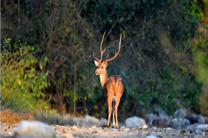 Sitabani Zone Safari image 3